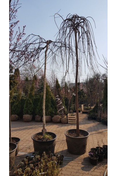 Шовковиця плакуча / біла Пендула в контейнері