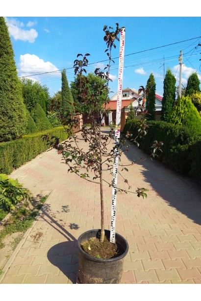 Яблуня Роялті в контейнері - садовий центр Проксіма