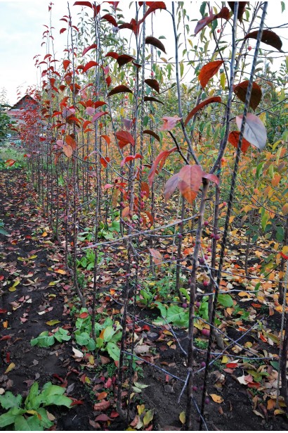 Саджанці Яблуні Роялті в садовому центрі