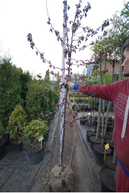 Яблуня червонолиста Роялті в садовому центрі