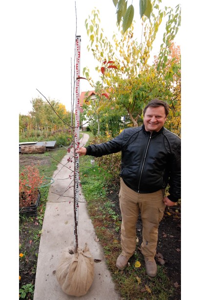 Яблуня Роялті готова до посадки