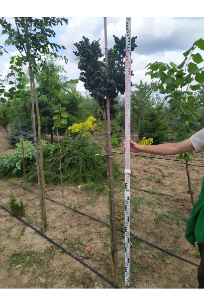 Ясен Кріспа — прикраса саду та дворів.