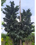 Ясен звичайний Кріспа | Ясень обыкновенный Криспа | Fraxinus excelsior Crispa