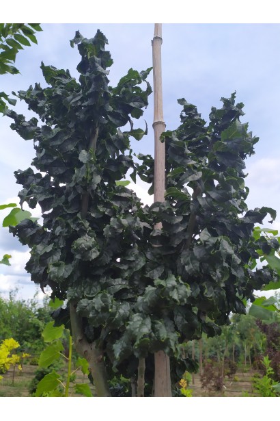 Fraxinus excelsior Crispa — дерево з унікальним виглядом.