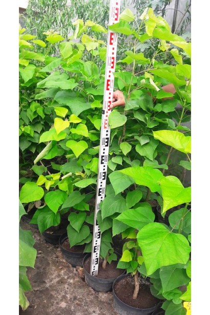 Катальпа бігнонієвидна Ауреа саджанці в горщику 130-150 см