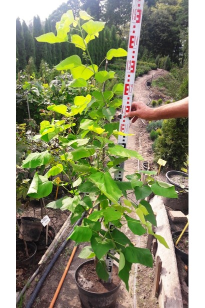 Катальпа бігнонієвидна Ауреа в контейнері 120-150 см