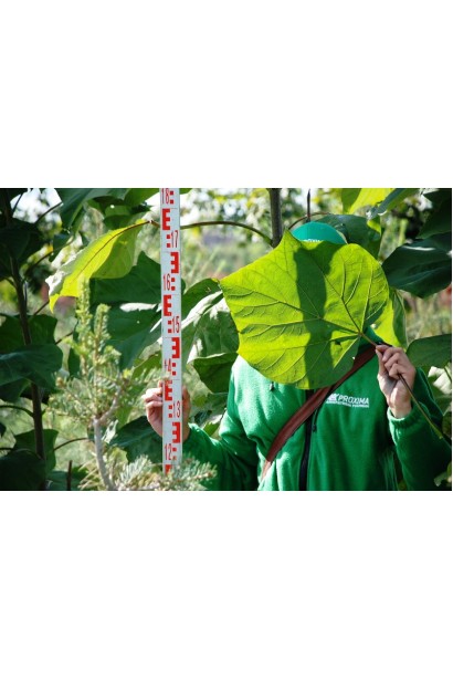 Catalpa bignonioides Aurea