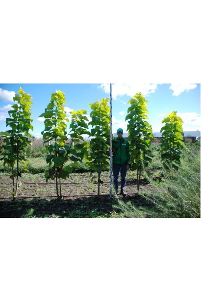 Катальпа бігнонієвидна Ауреа в розсаднику Проксіма