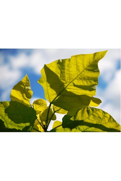 Катальпа бігнонійоподібна Aurea