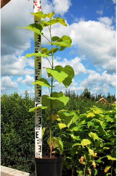 Катальпа Ауреа в горщику 3 л 70-100 см