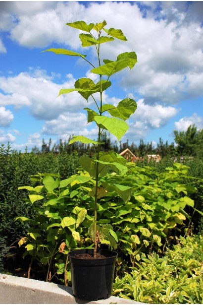 Катальпа звичайна Ауреа саджанець С3