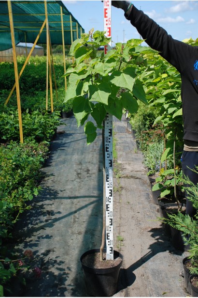 Катальпа Aurea саджанець 130-150 см