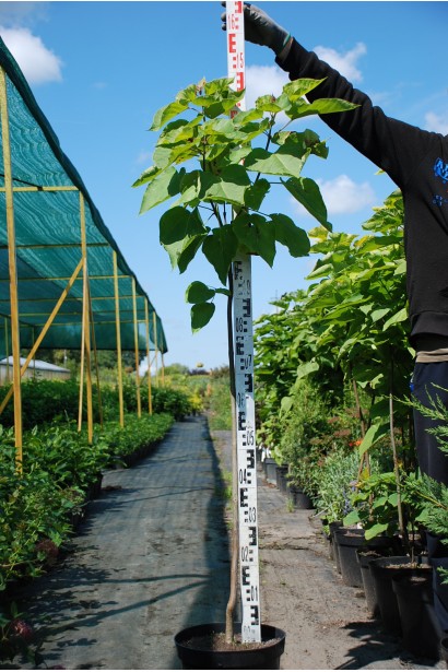 Катальпа Ауреа декоративна