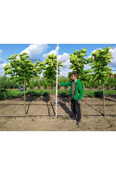 Катальпа бігнонієвидна Ауреа