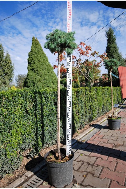 Модрина японська Блю Дварф на штамбі 90-100 см в контейнері