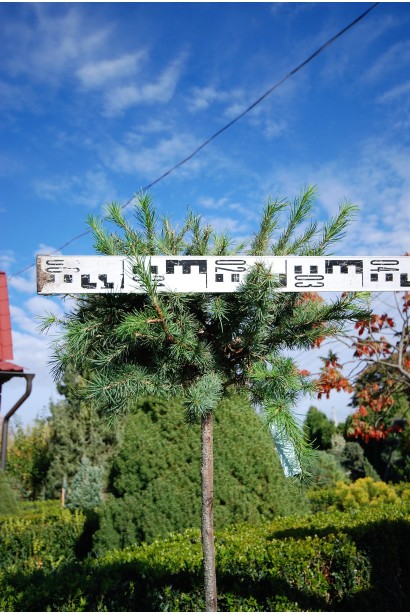 Модрина японська Блю Дварф на штамбі діаметр крони 30-40 см