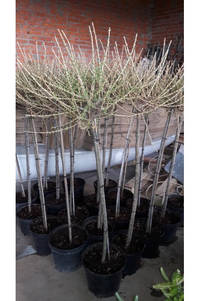 Larix kaempferi Blue Dwarf on shtambe