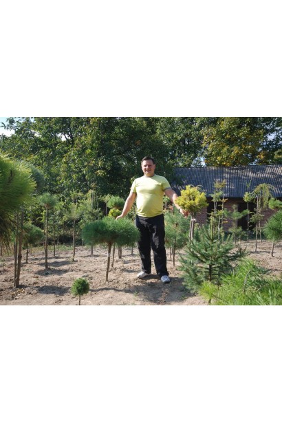 Компактна сосна гірська прищеплена на штамбі.