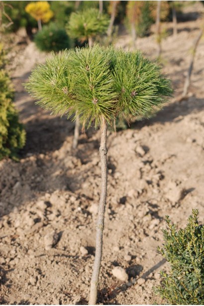 Сосна гірська прищеплена на штамбі