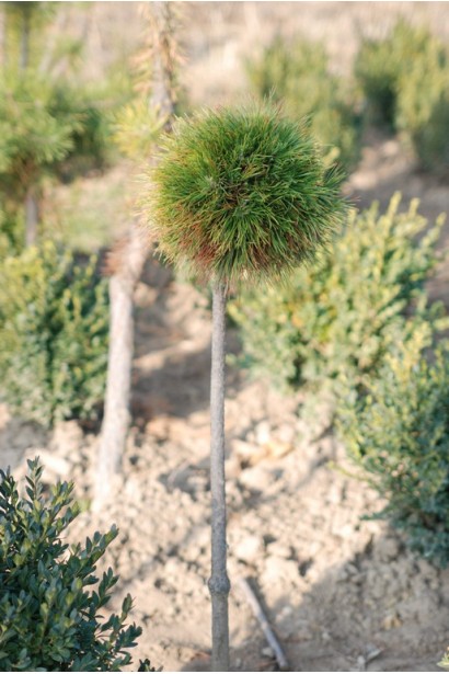 Прищеплена на штамбі сосна з компактною кроною.