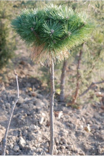 Хвойна сосна гірська штамбової форми.