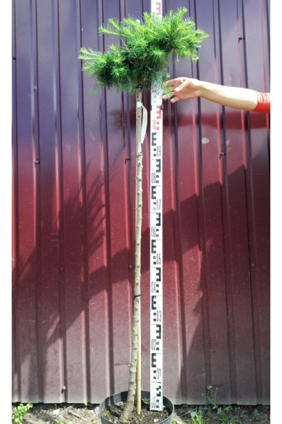 Модрина європейська Корнік на штамбі 120 см