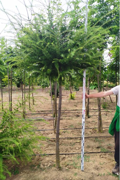 Модрина європейська Корнік штамб