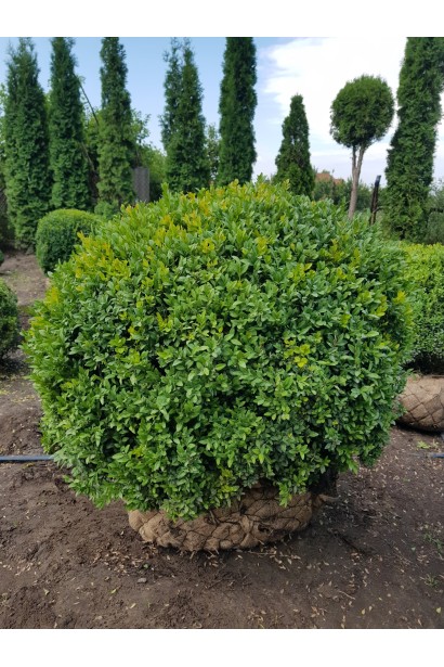 Buxus Ball – компактний зелений шар