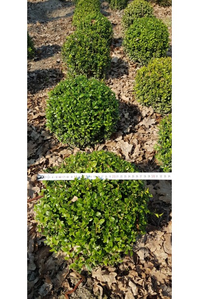 Вічнозелений самшит куля