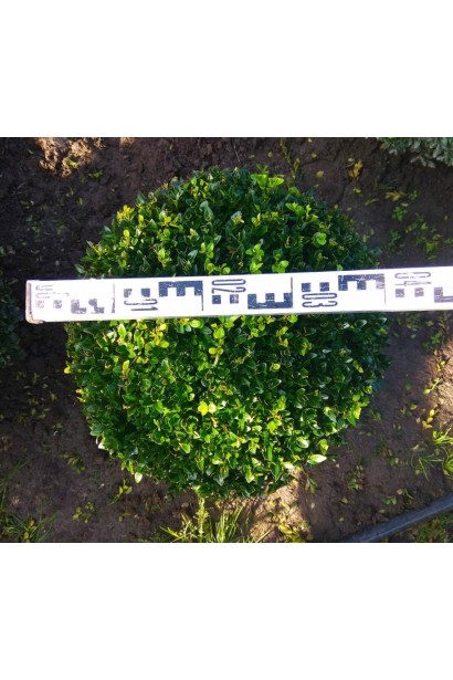 Buxus sempervirens Куля – основа для топіарного мистецтва