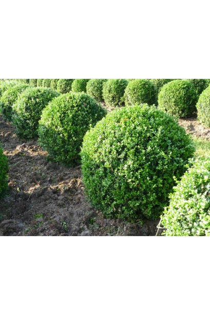 Самшит вічнозелений – ідеальна сферична форма