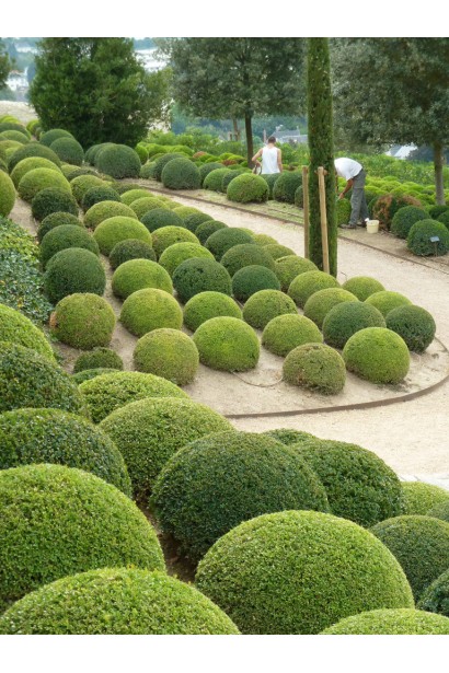 Самшит Ball – зелений акцент у садовій композиції