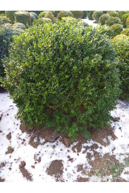Самшит вічнозелений Куля