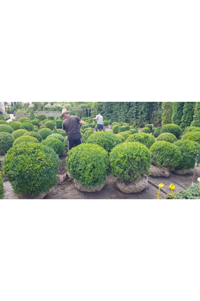 Самшит вічнозелений Куля