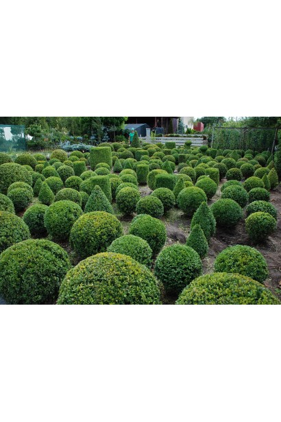 Самшит Ball – класика ландшафтного мистецтва
