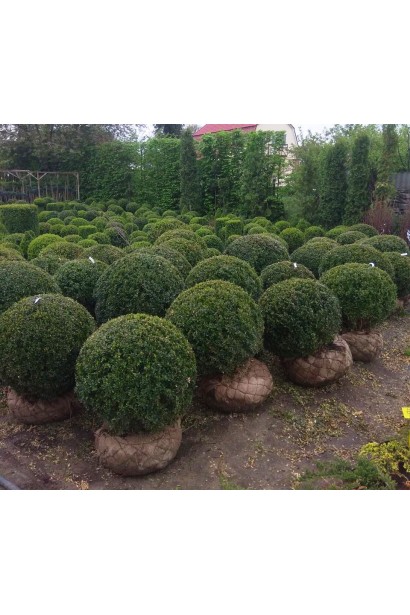 Самшит вічнозелений Куля | Самшит вечнозелёный Шар | Buxus sempervirens Ball