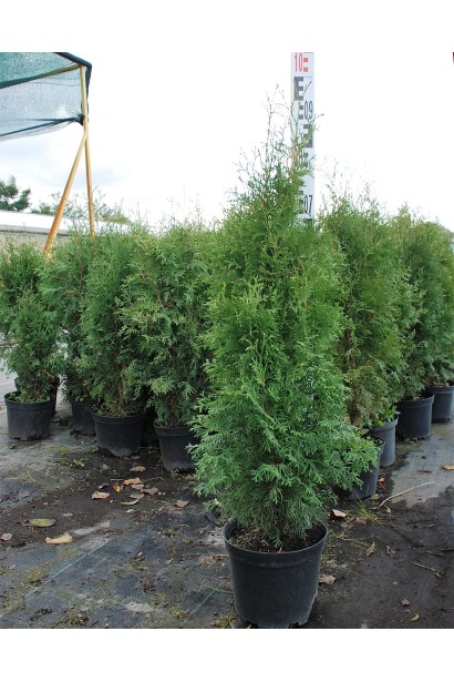 Саджанець туї Колумна для вертикального озеленення.