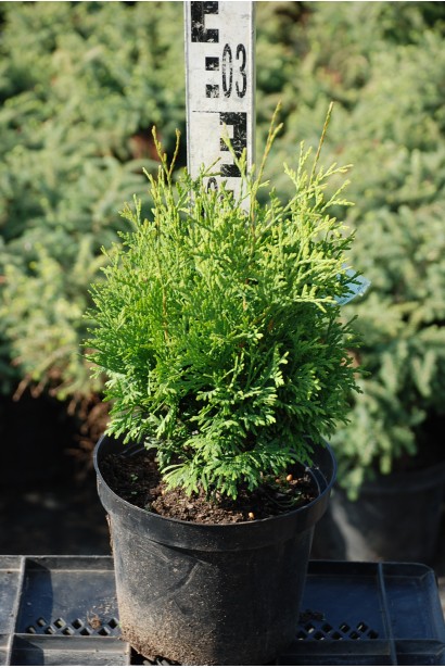 Туя західна колоновидна Колумна в контейнері