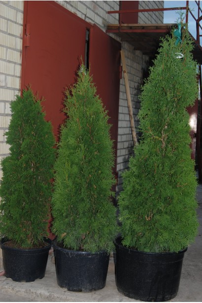 Туя західна колоновидна Колумна