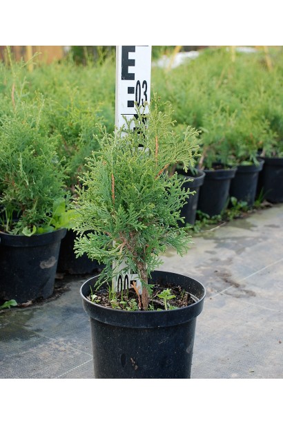 Туя західна Колумна в контейнері