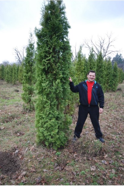 Туя Колумна з густою насичено-зеленою хвоєю.