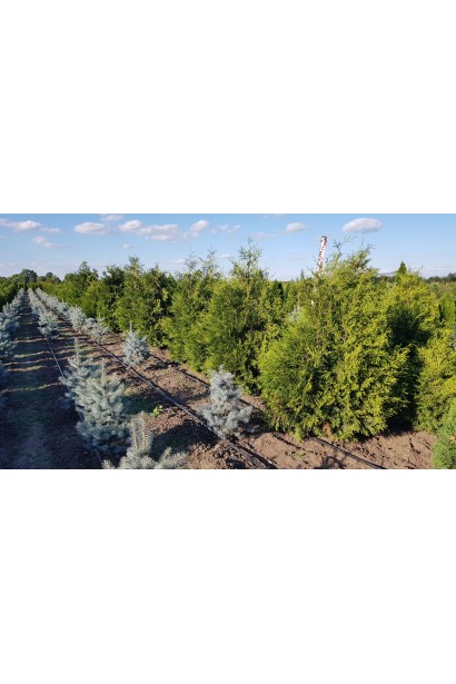 Туя западная Брабант