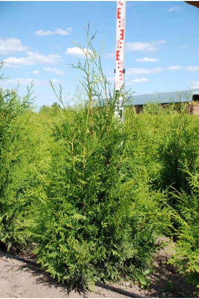 Туя западная Брабант