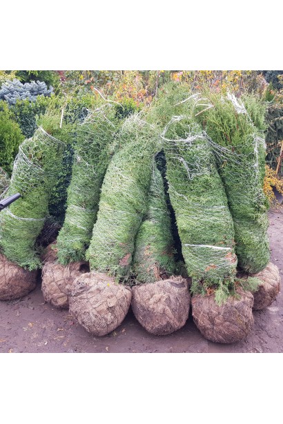 Туя западная Брабант с комом земли