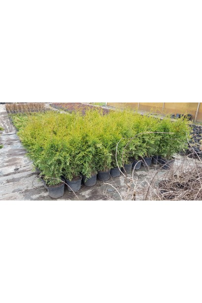 Устойчивый к морозам сорт туи Брабант