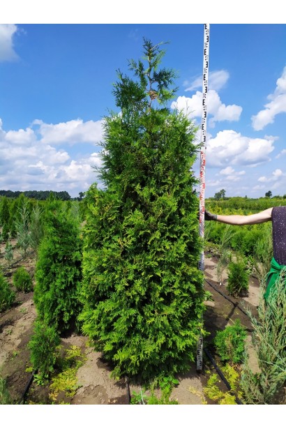 Туя западная Брабант - ком95кг/260-280см/110-115см