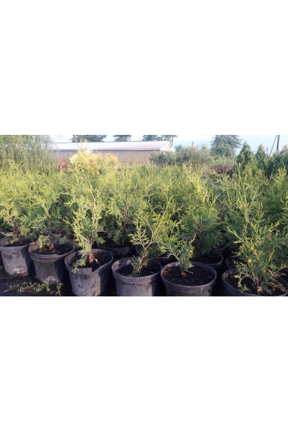 Thuja оccidentalis Brabant