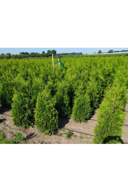 Туя западная Брабант в питомнике проксима