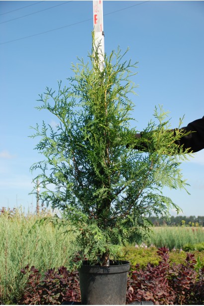 Туя западная Брабант – 5л/100см/Ø30-40см