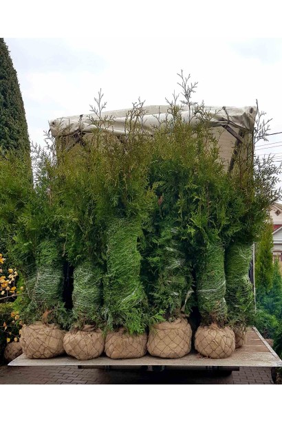 Туя западная Брабант с комом земли